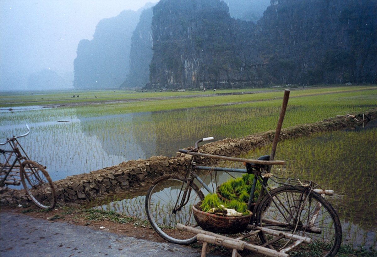 A bicycle with a basket of greens parked on a stone path beside flooded rice fields