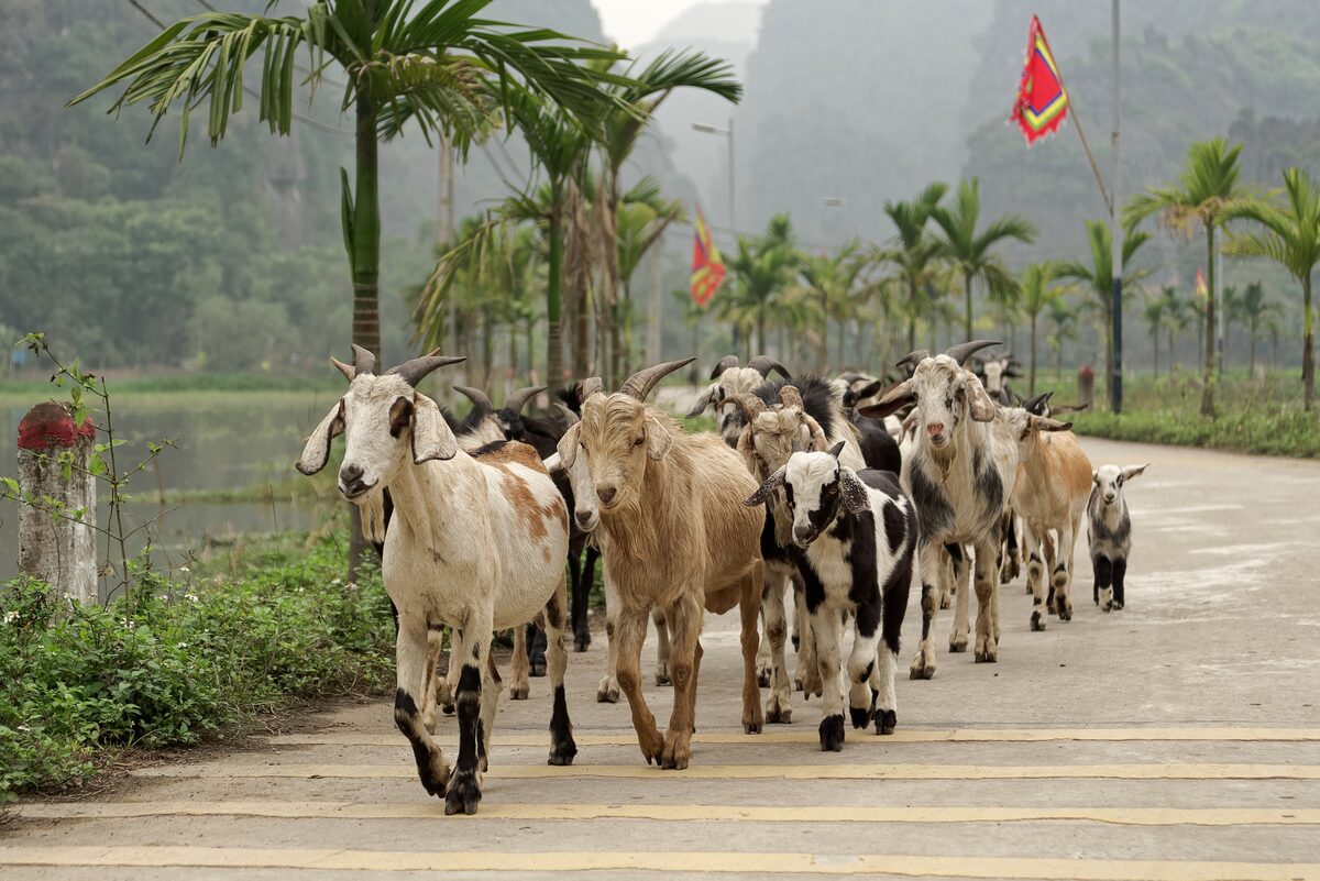 A herd of goats walking along a road at Ninh Hai, with limestone hills behind
