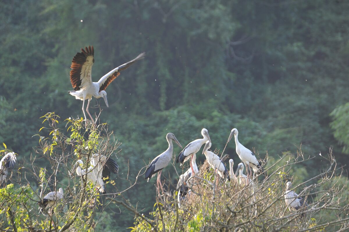 White storks and egrets roosting in the trees at Thung Nham bird park