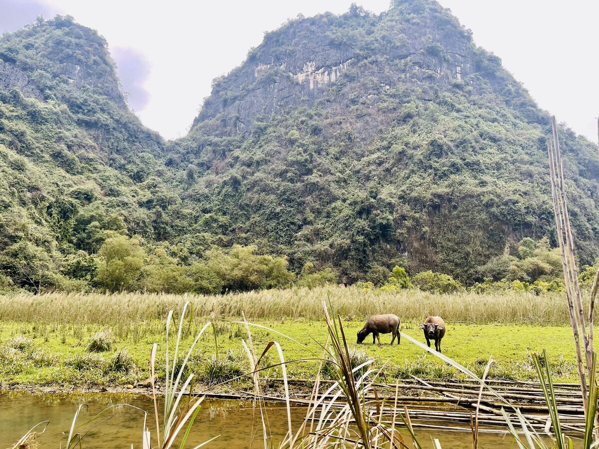 Water buffalo grazing in a green valley between limestone hills near Ninh Binh