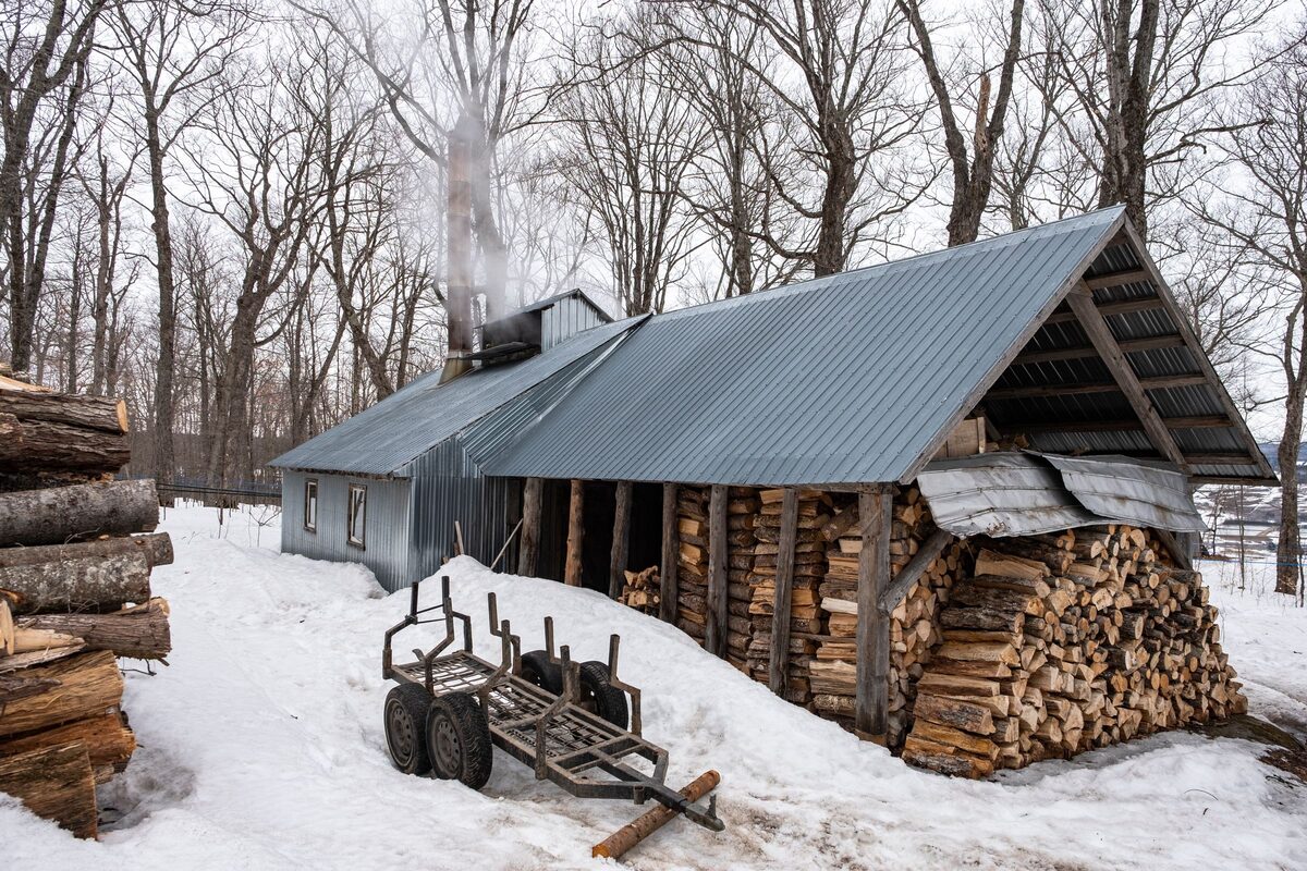 A sugar shack with a metal roof and steam rising from its chimney, a big woodpile beside it and snow among bare maple trees