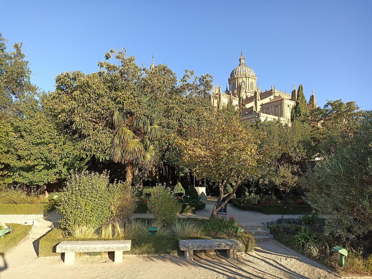 Trees and stone benches in the Huerto de Calixto y Melibea, with the dome of the New Cathedral rising behind them