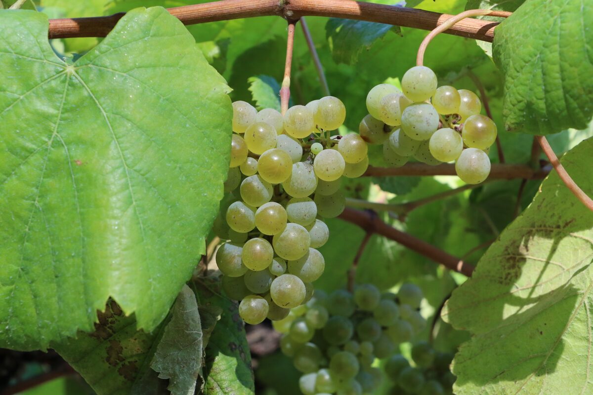 Bunches of ripe Albariño grapes on the vine