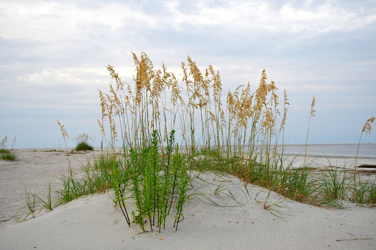 Tybee Island's sea oats and sand dunes above the beach