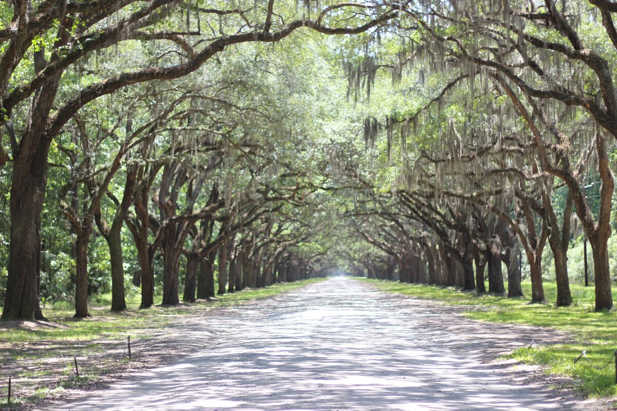 Avenue of live oaks draped in Spanish moss at Wormsloe