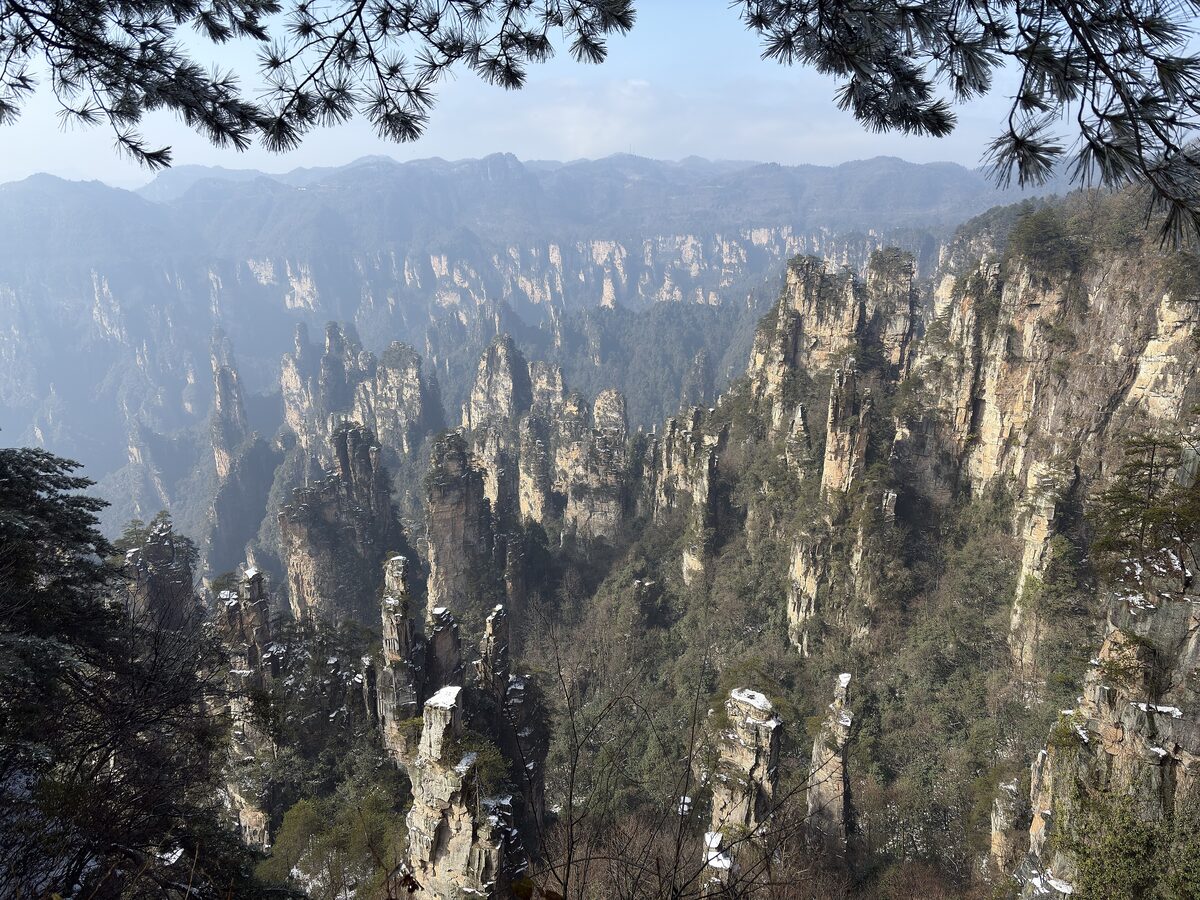 A wide view over clusters of sandstone pillars, lightly dusted with snow, from a viewpoint framed by pine branches on Tianzi Mountain