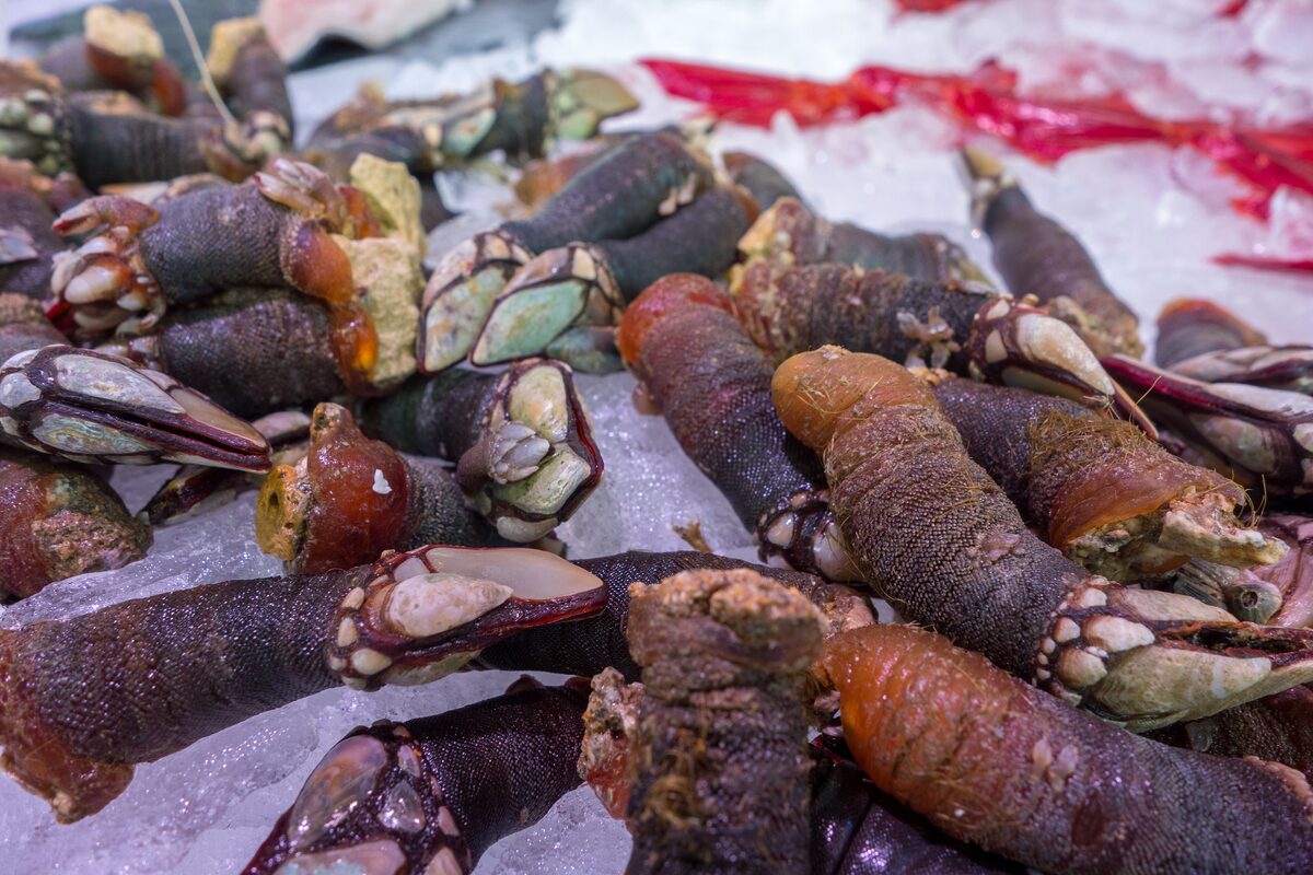 Goose barnacles (percebes) piled on ice at a fish market