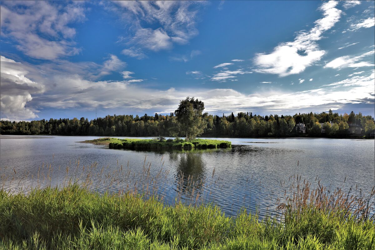 Westchester Lagoon, the first stretch of the Coastal Trail, with a small island of grass and birch under a big blue sky