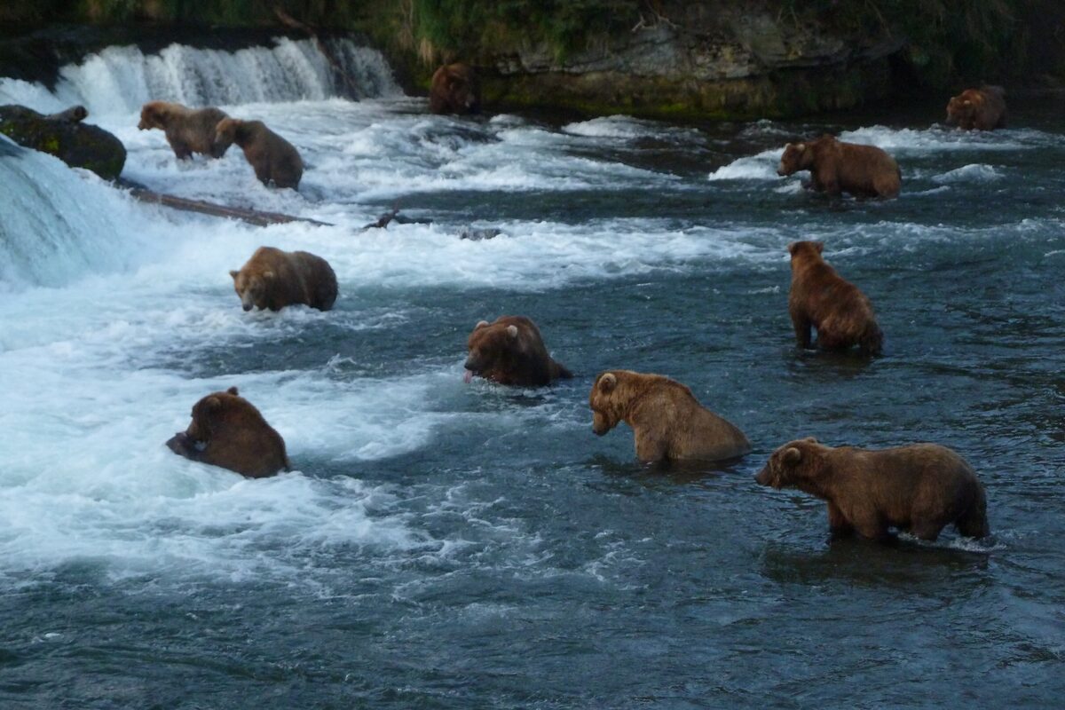 Brown bears standing in the rapids at Brooks Falls, Katmai National Park, waiting for salmon