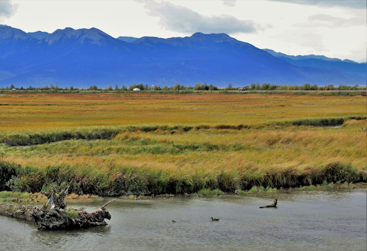 Golden late-summer grass and tidal channels at Potter Marsh with the Chugach Mountains behind