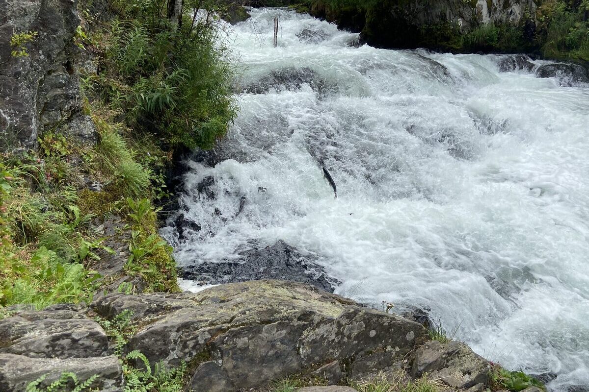 White water pouring down the Russian River Falls, with a sockeye salmon leaping up the rapids