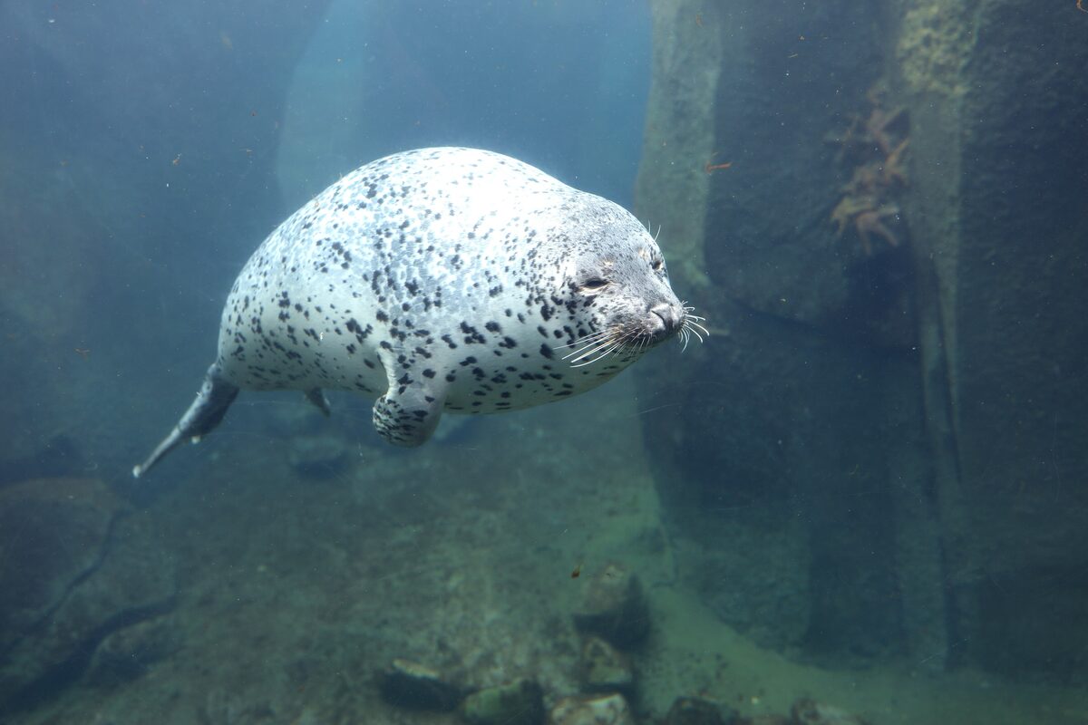 A spotted harbor seal swimming underwater in a large tank at the Alaska SeaLife Center