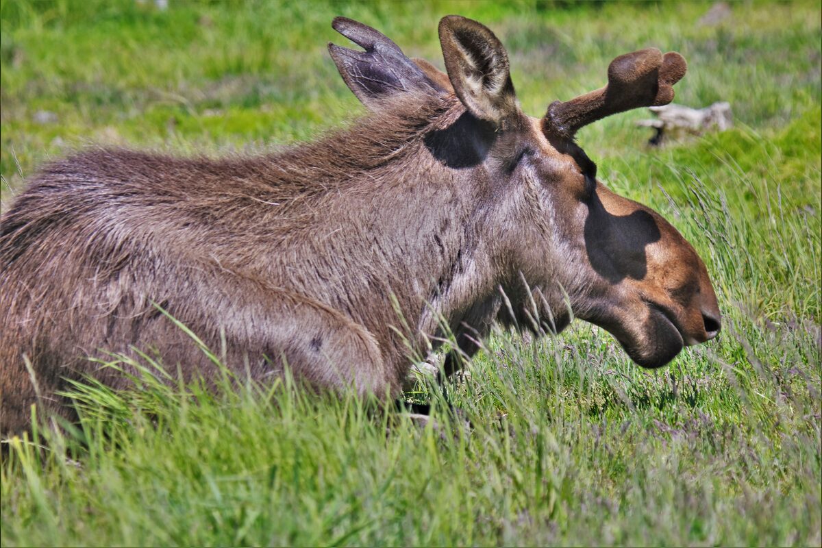 A bull moose with velvet antlers lying in green grass at the Alaska Wildlife Conservation Center