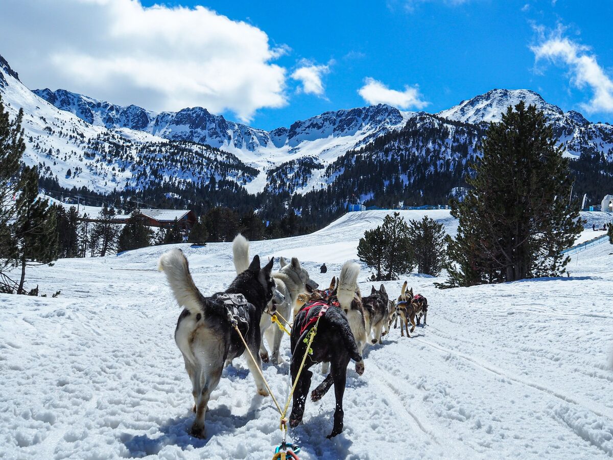 A team of sled dogs seen from the sled, running along a snowy track with pines and snowy peaks ahead
