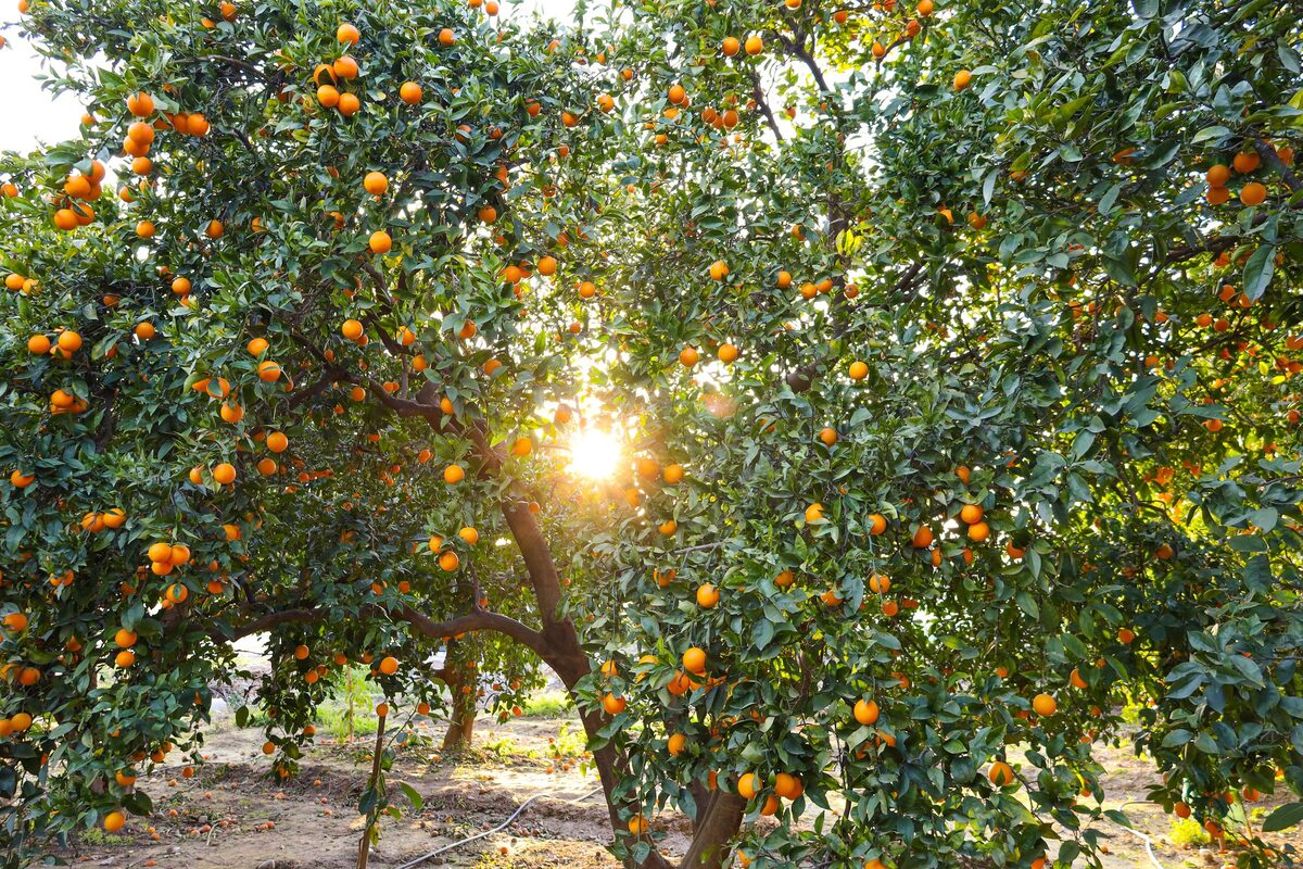 Orange trees heavy with ripe fruit in an orchard in Antalya province