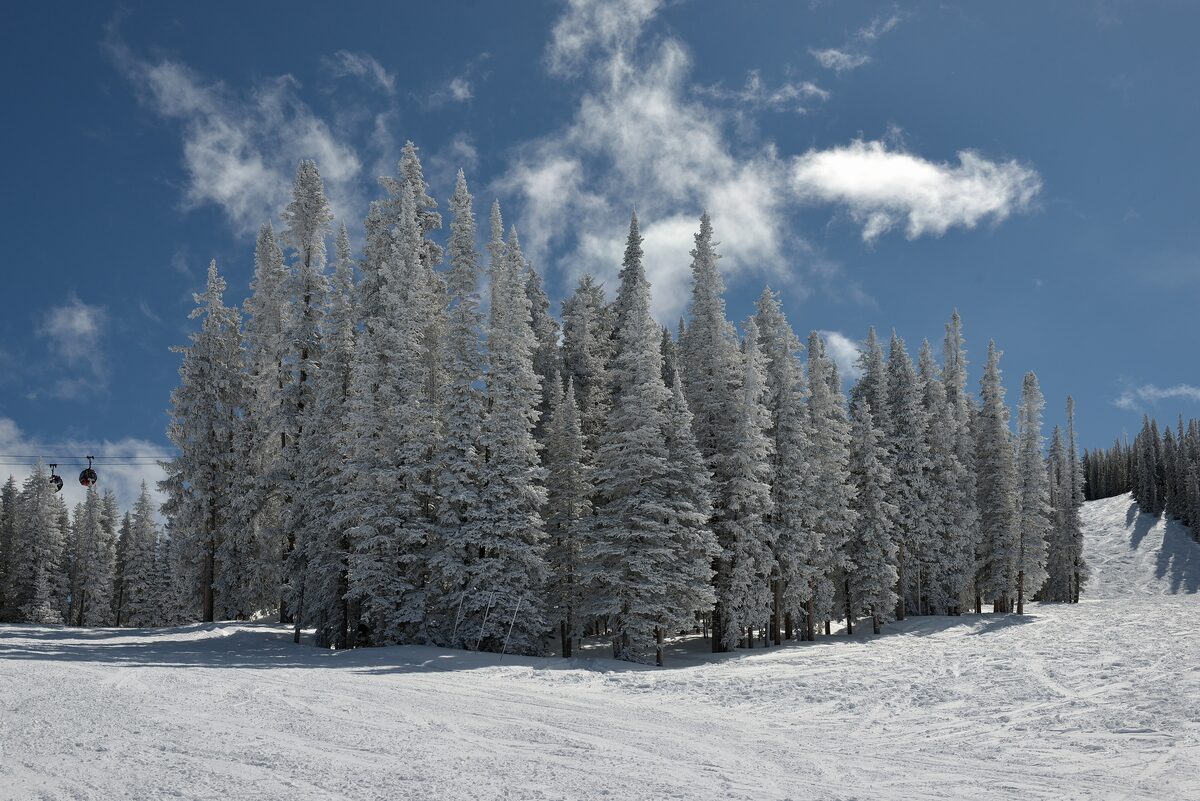 Snow-laden fir trees on a ski slope of Aspen Mountain on a clear winter day