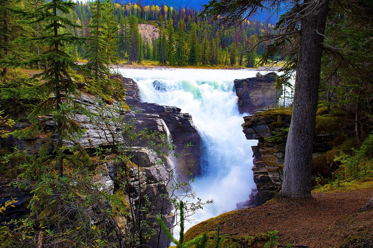 Athabasca Falls pouring through a forested rock gorge in summer
