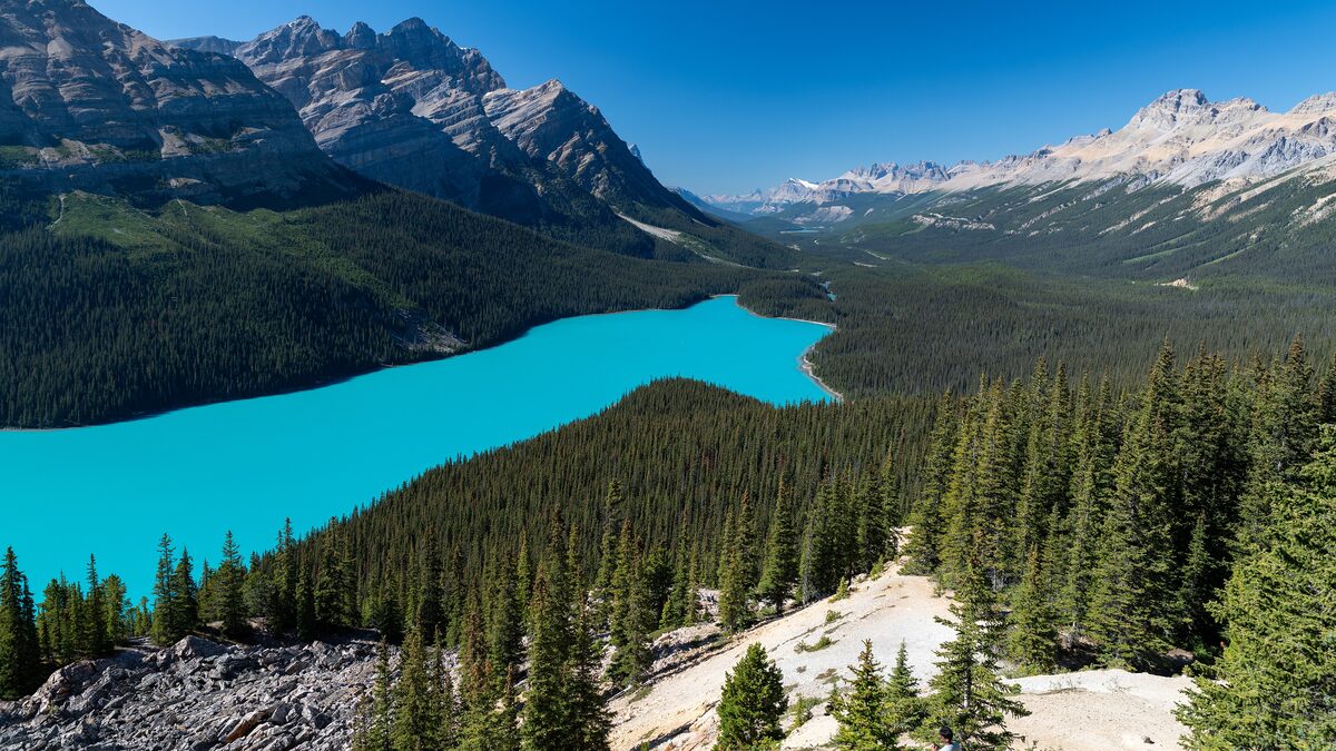 Peyto Lake's turquoise water seen from the viewpoint above the forest