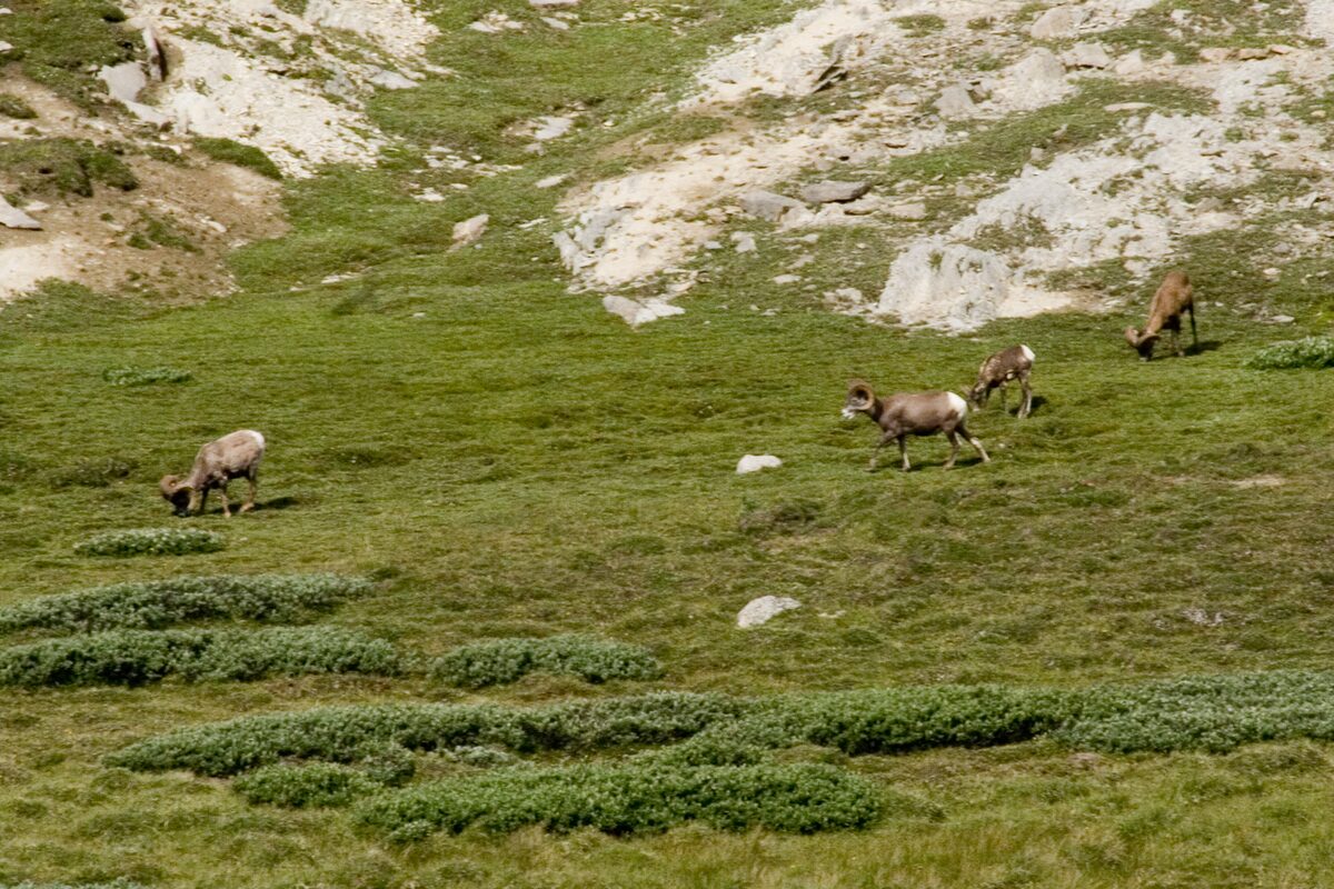 Bighorn sheep grazing on the green alpine meadows near Wilcox Pass