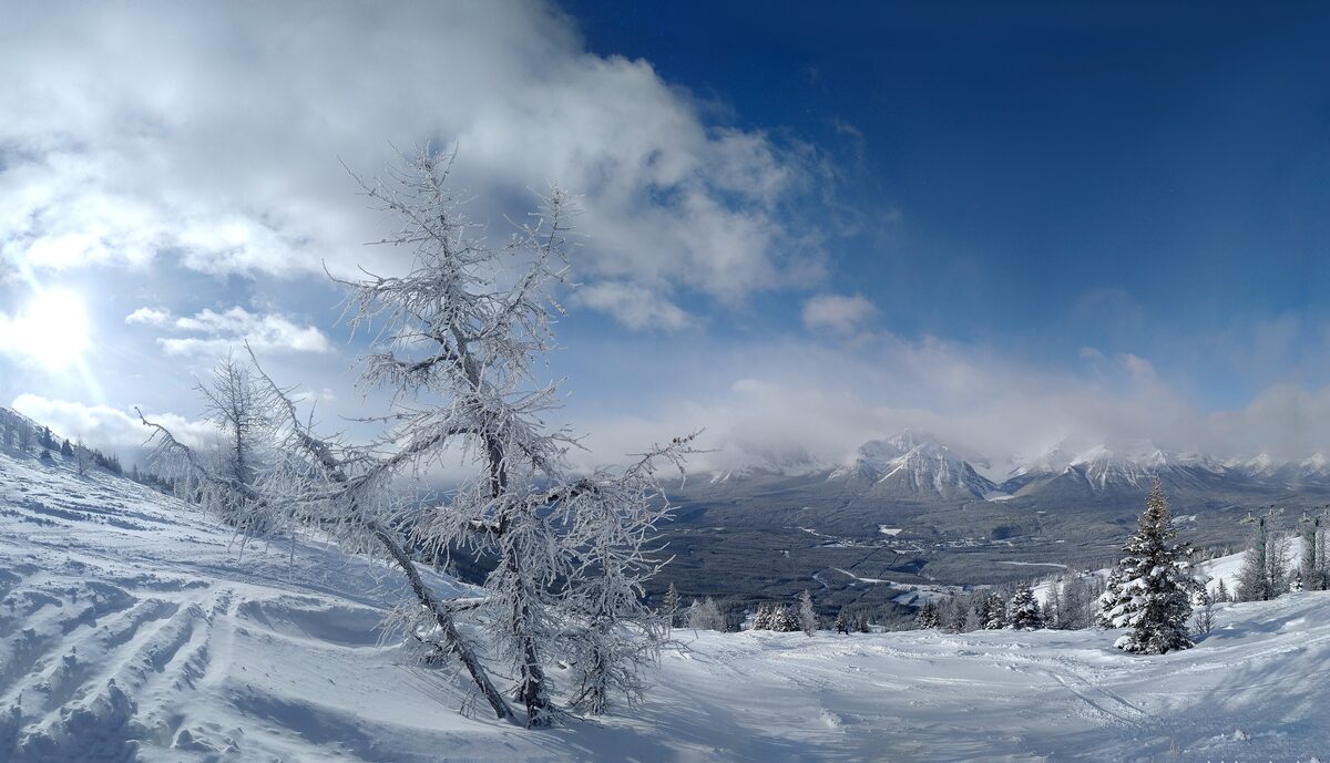 Tracked powder and a frosted larch on a high slope at Lake Louise Ski Resort, with cloud and distant ranges