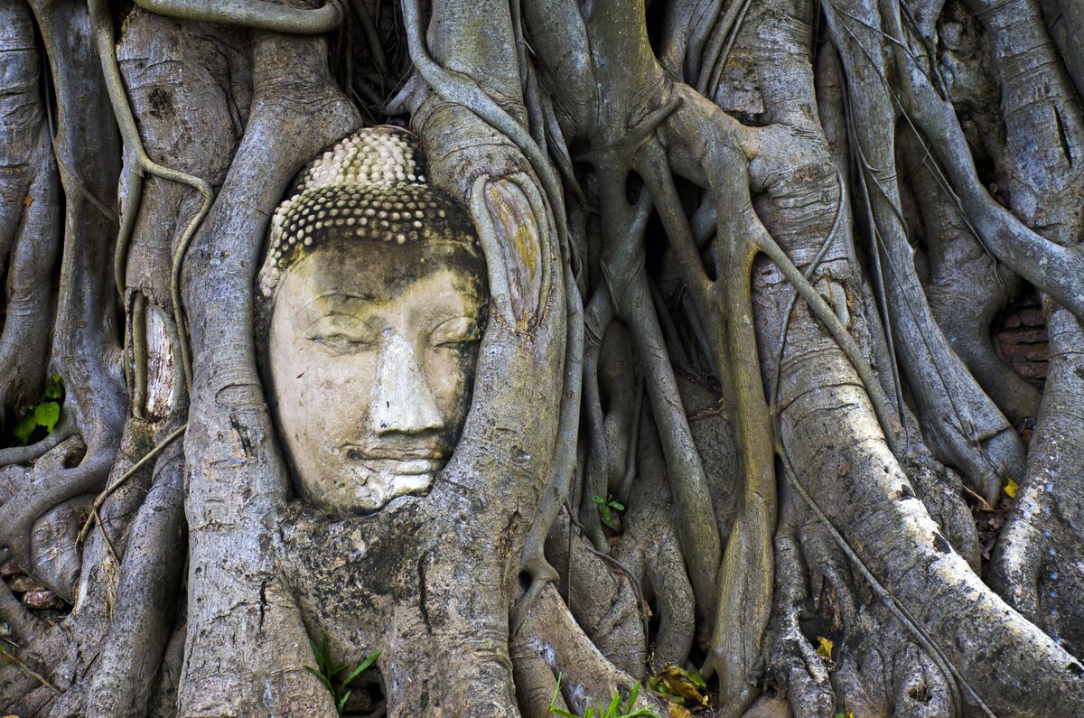 A stone Buddha head wrapped in the roots of a fig tree at Wat Mahathat in Ayutthaya