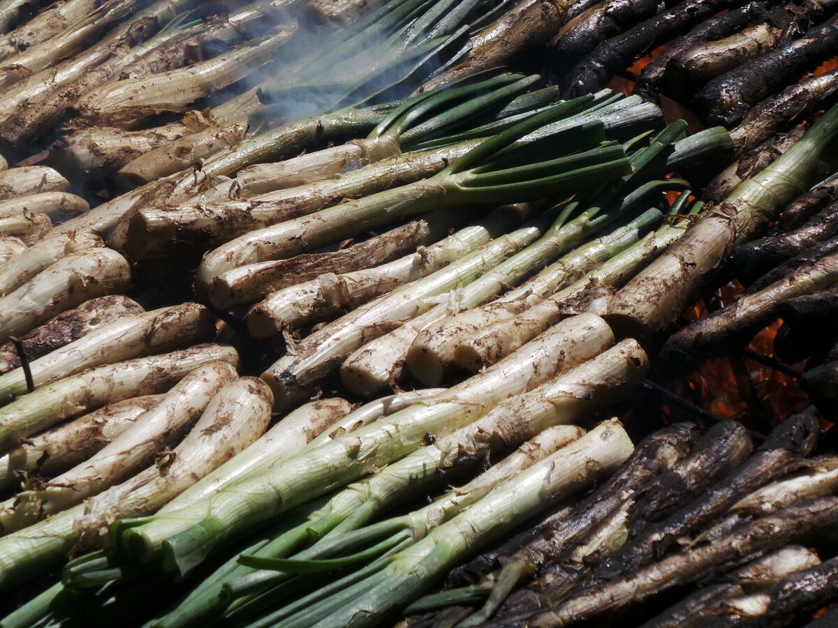 Calçots charring on a smoking grill, with the white shafts and green tops laid in rows