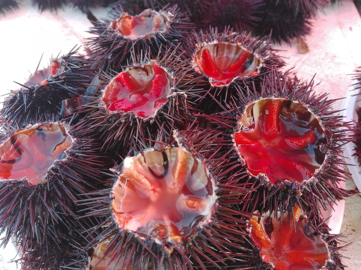 Sea urchins cut open to show their red roe, the way they are eaten raw in Puglia