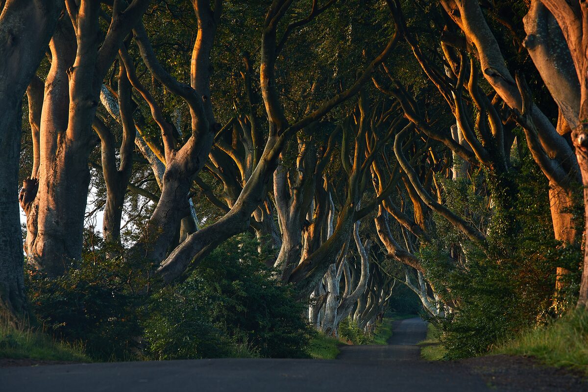 The Dark Hedges, an avenue of old beech trees whose twisted branches meet over a narrow road