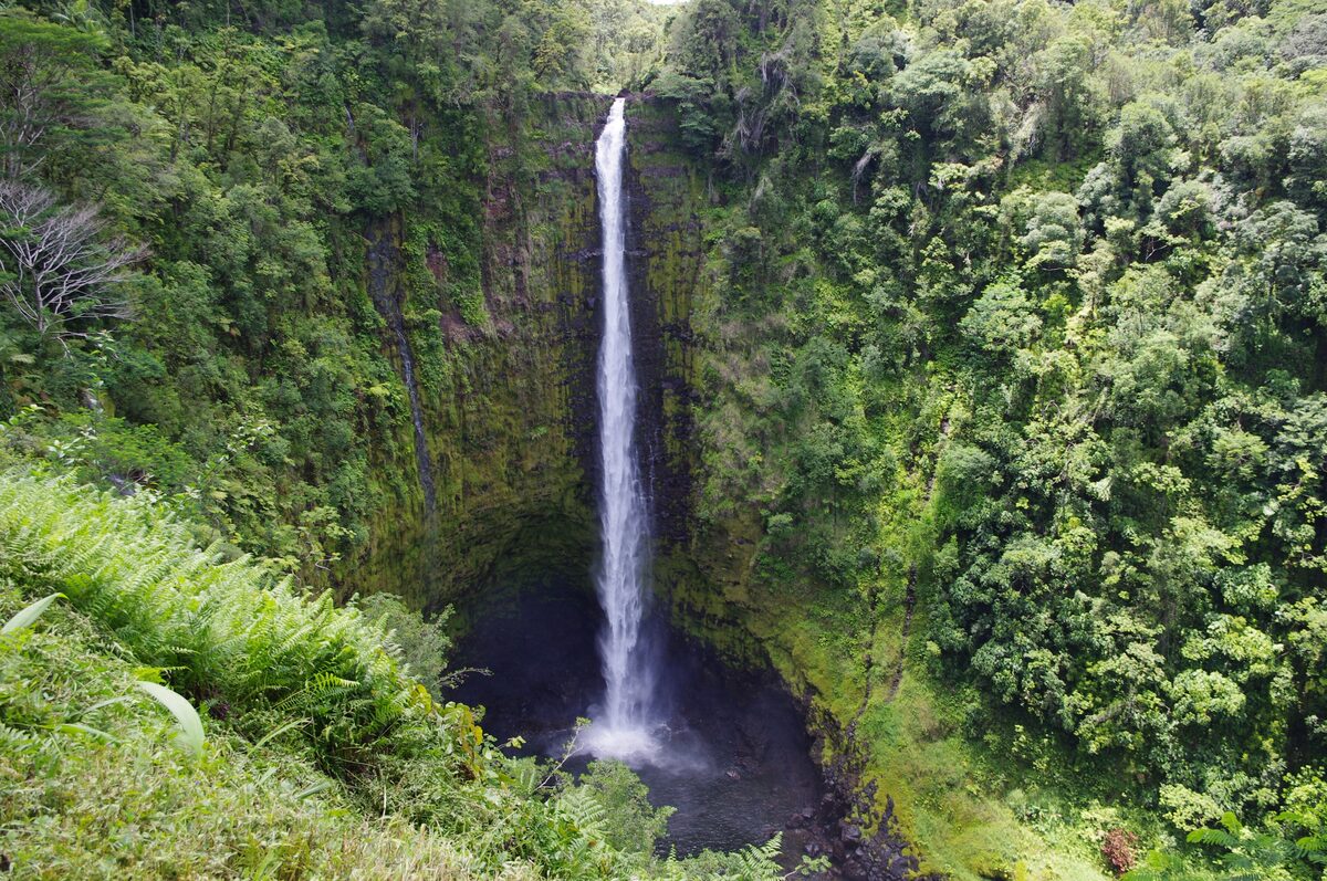 ʻAkaka Falls dropping straight down a green jungle cliff