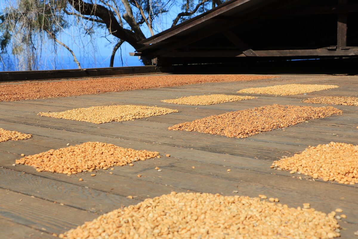Coffee beans drying in rectangles on a sunny wooden deck