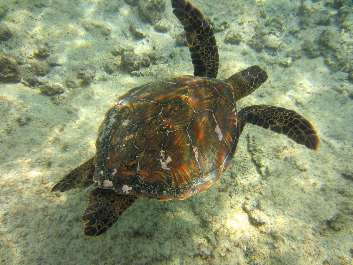 Green sea turtle swimming over the reef at Kahaluʻu Bay