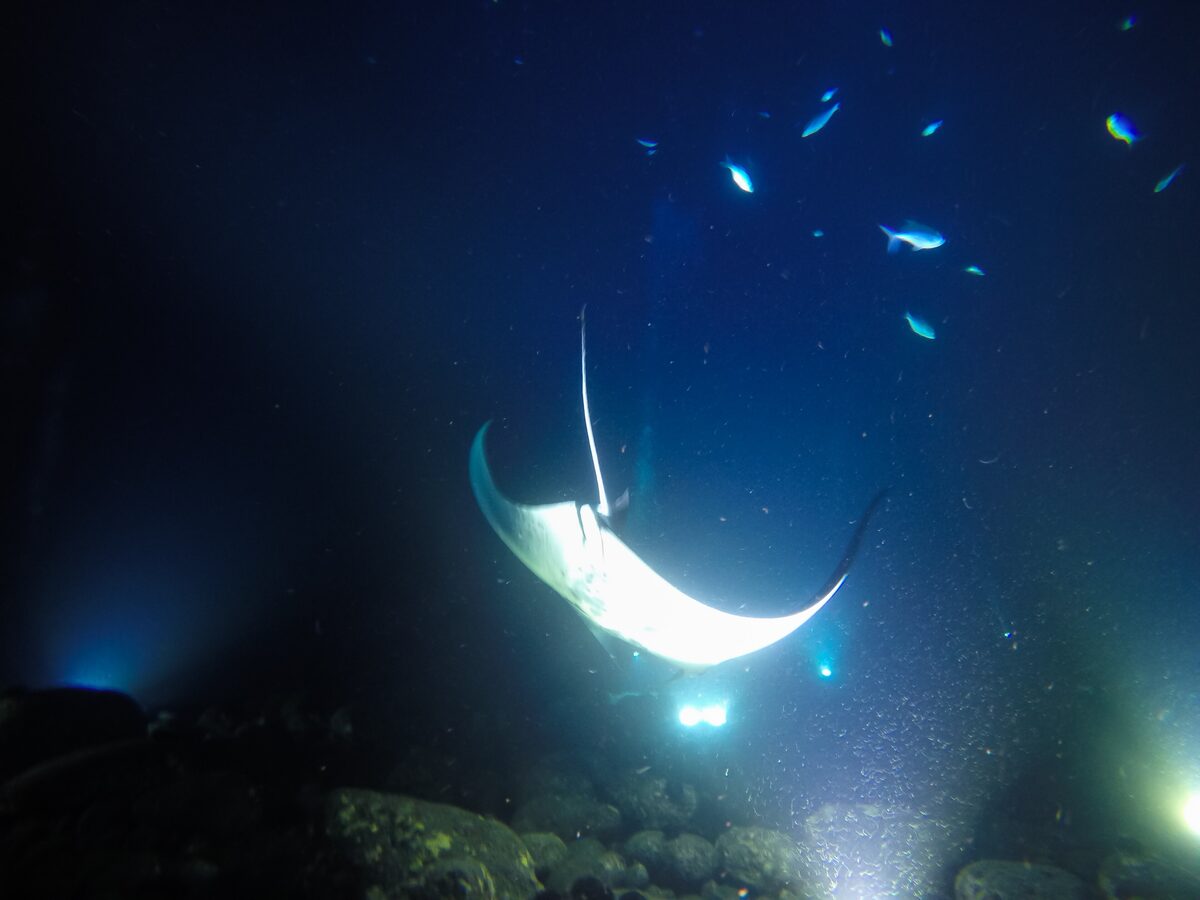 A manta ray lit from below glides over the reef at night
