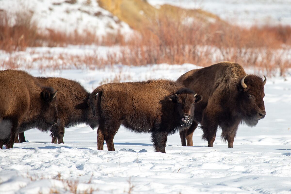 A small herd of bison standing in deep snow in Lamar Valley on a bright winter day