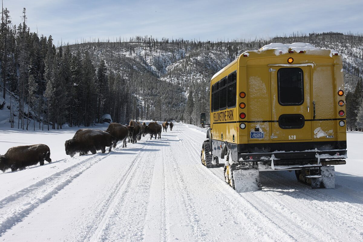 A yellow snowcoach on a snowy park road with a herd of bison walking beside it