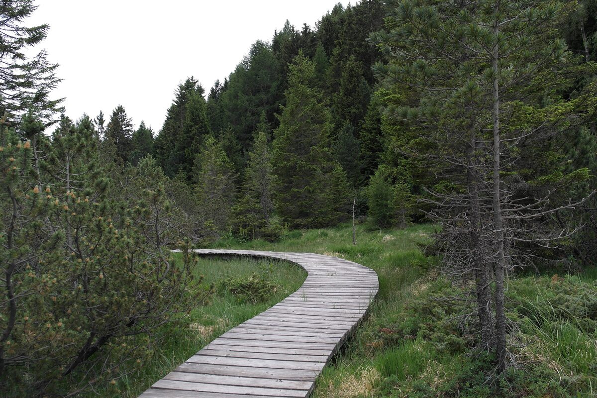 A wooden boardwalk winding through the Paluaccio nature reserve, between pine trees and tall grass