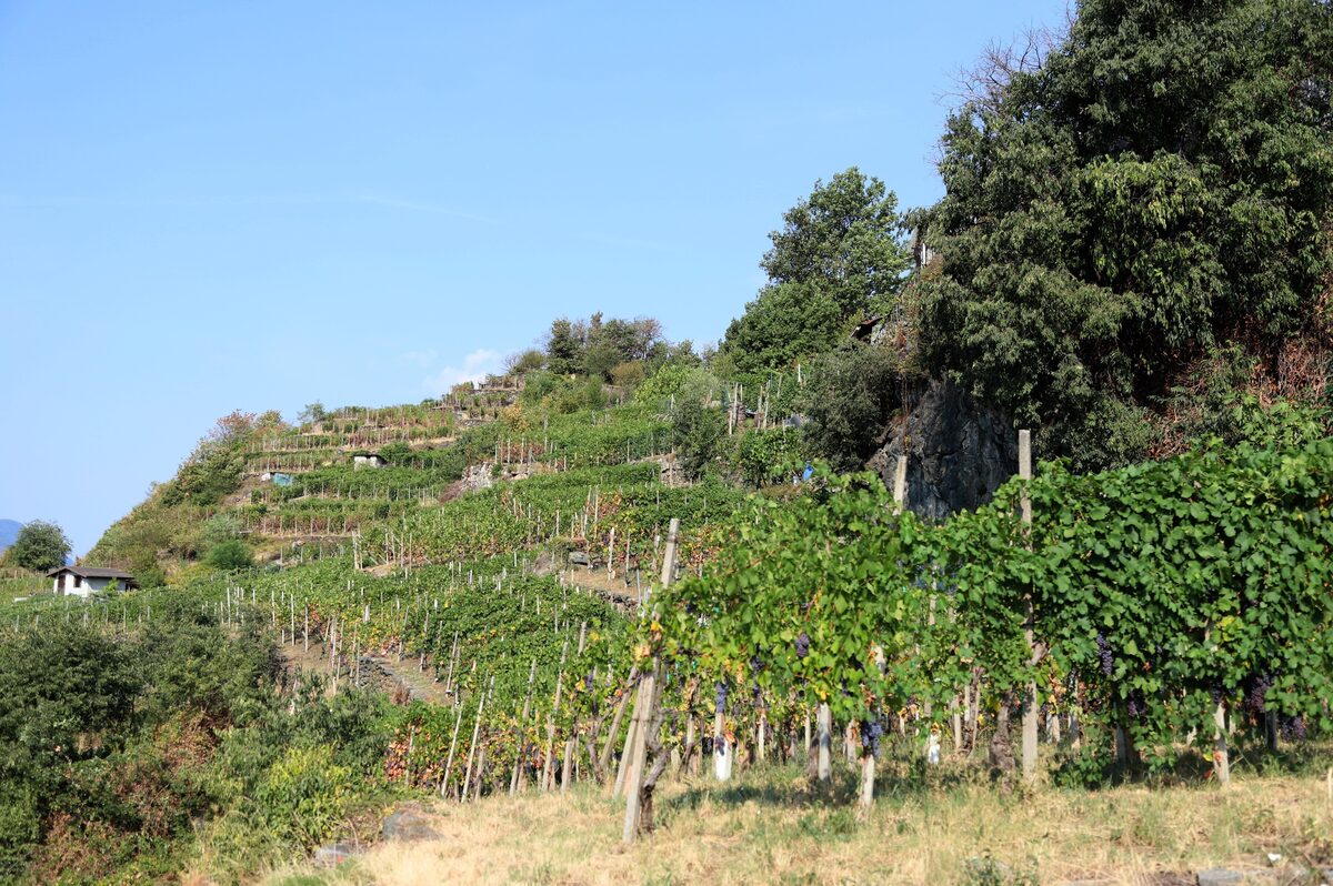 Terraced vineyards on the steep slopes of Valtellina, where the Nebbiolo grapes for Sassella wine are grown