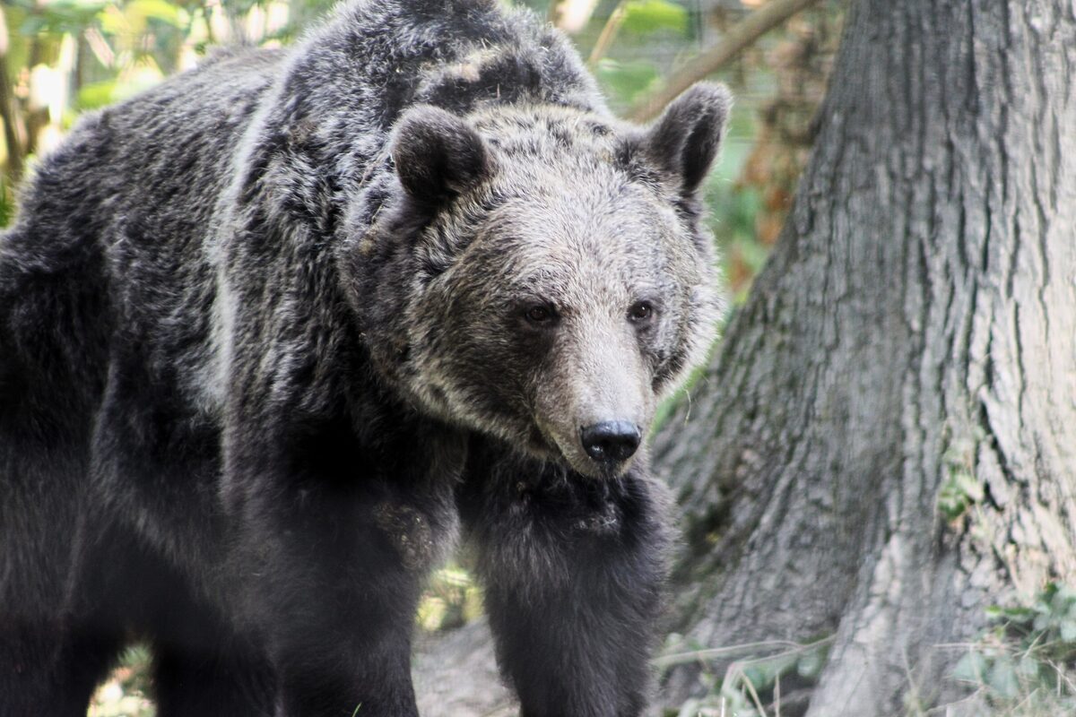 A brown bear standing among trees and leaves at the Libearty Bear Sanctuary