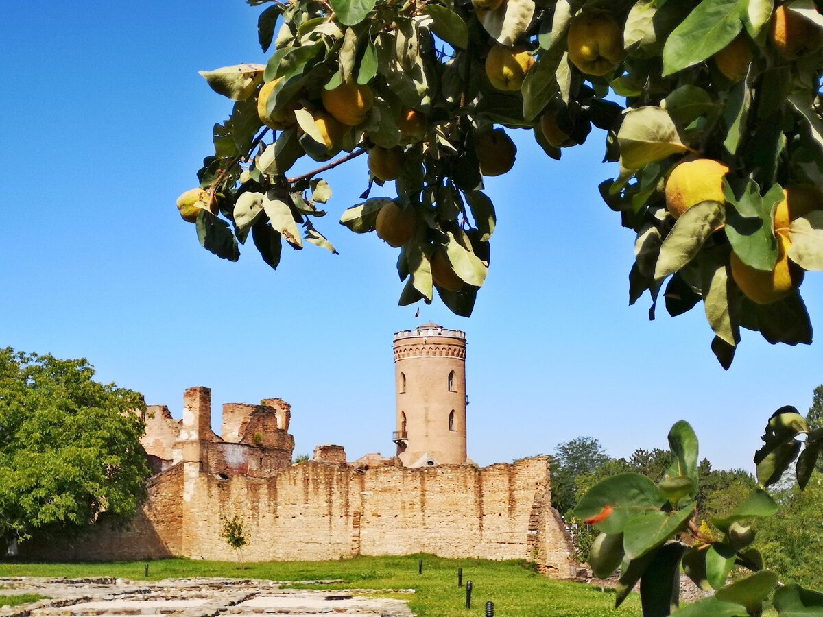 Chindia Tower rising above the ruined brick walls of the Princely Court in Târgoviște, framed by a quince branch heavy with yellow fruit