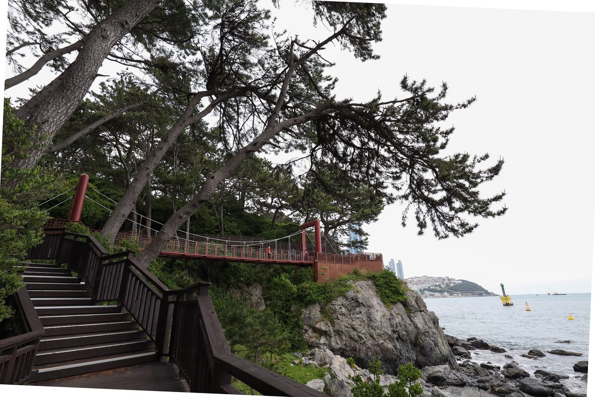 Wooden steps and a red-railed walkway winding through pine trees on the rocks of Dongbaek Island