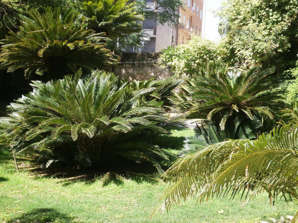 Cycads and palms around a sunny lawn in Cagliari's Botanical Garden