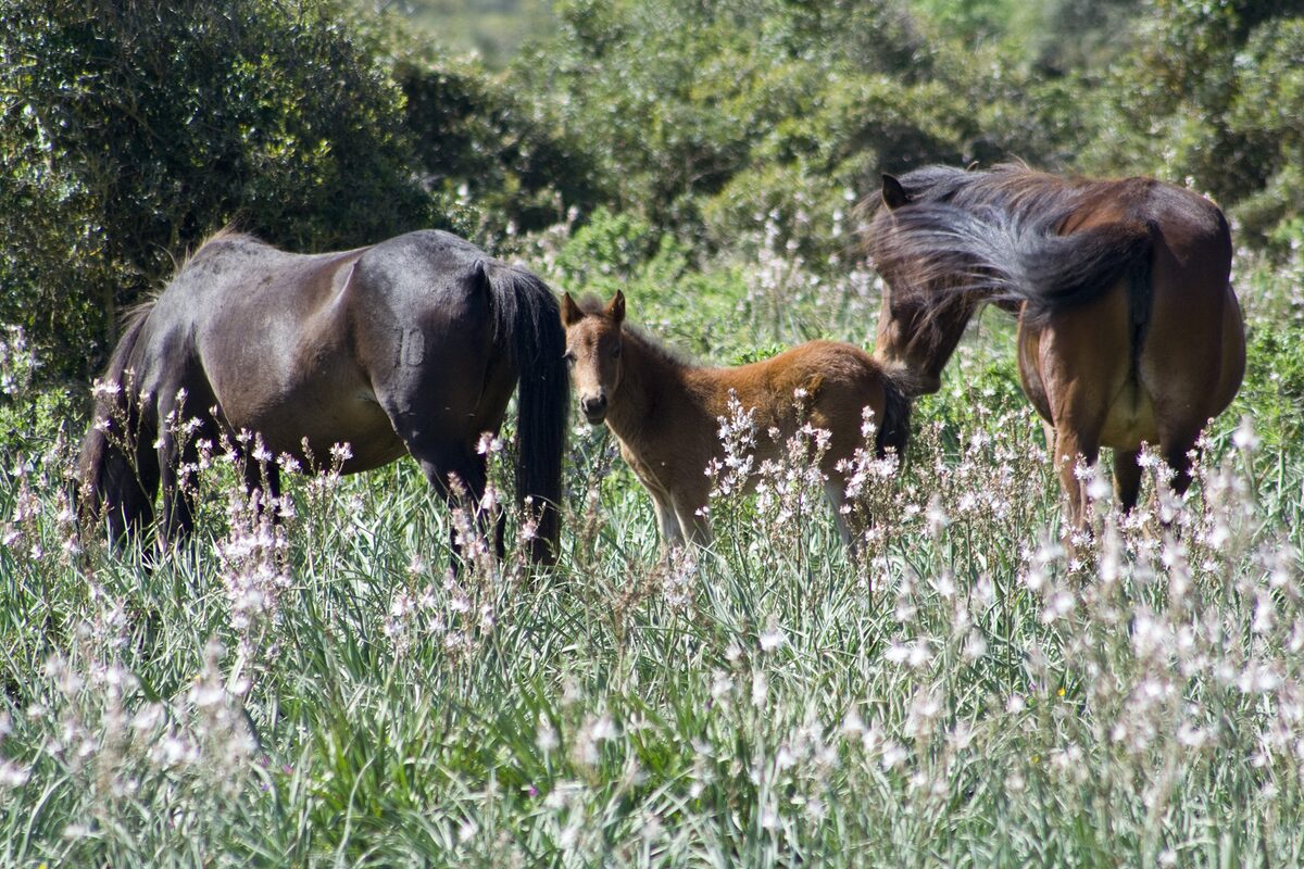 Two mares and a foal grazing in flowering asphodel on the Giara plateau