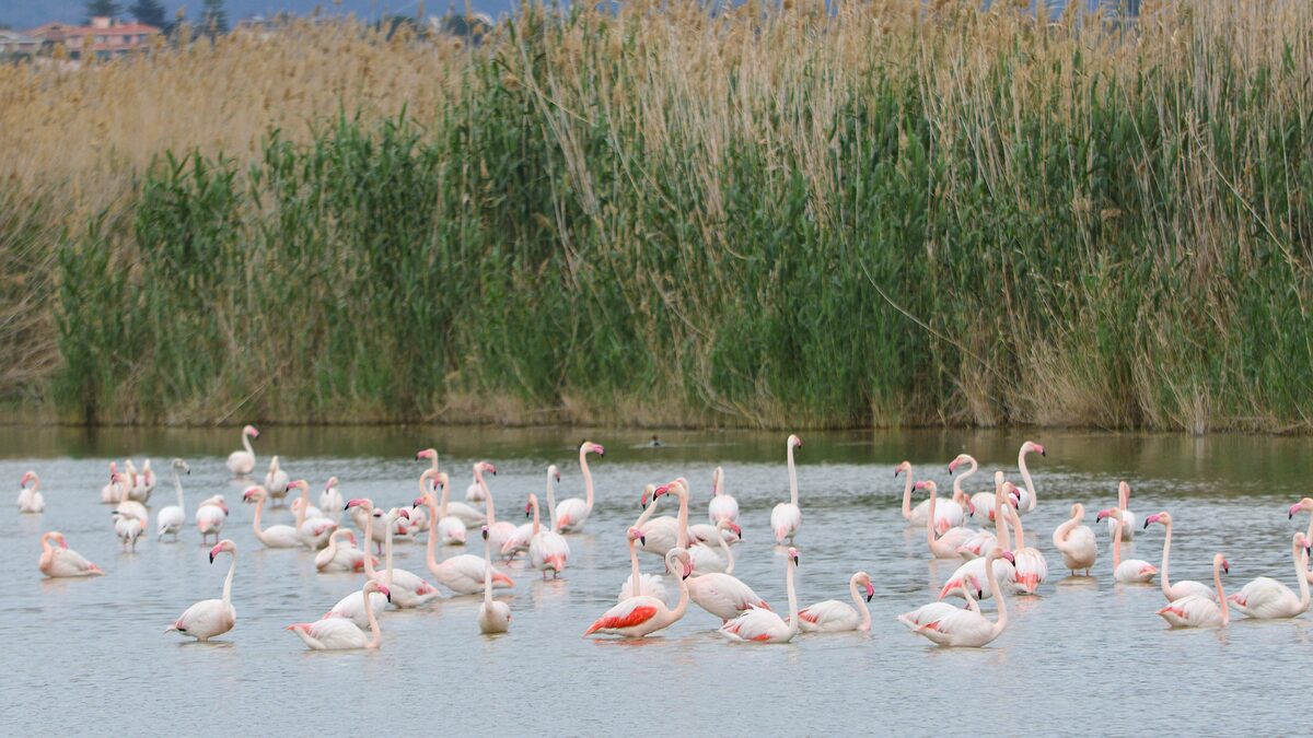 A flock of pink flamingos wading in a shallow pond with a bank of tall reeds behind them