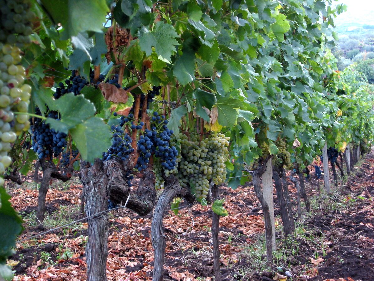 Rows of old vines on Etna's volcanic soil, with clusters of dark red and pale green grapes