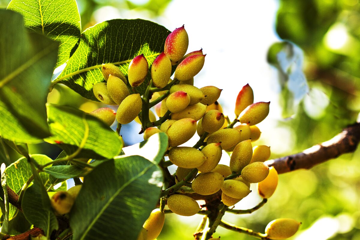 Green pistachios hanging in clusters from a branch among leaves