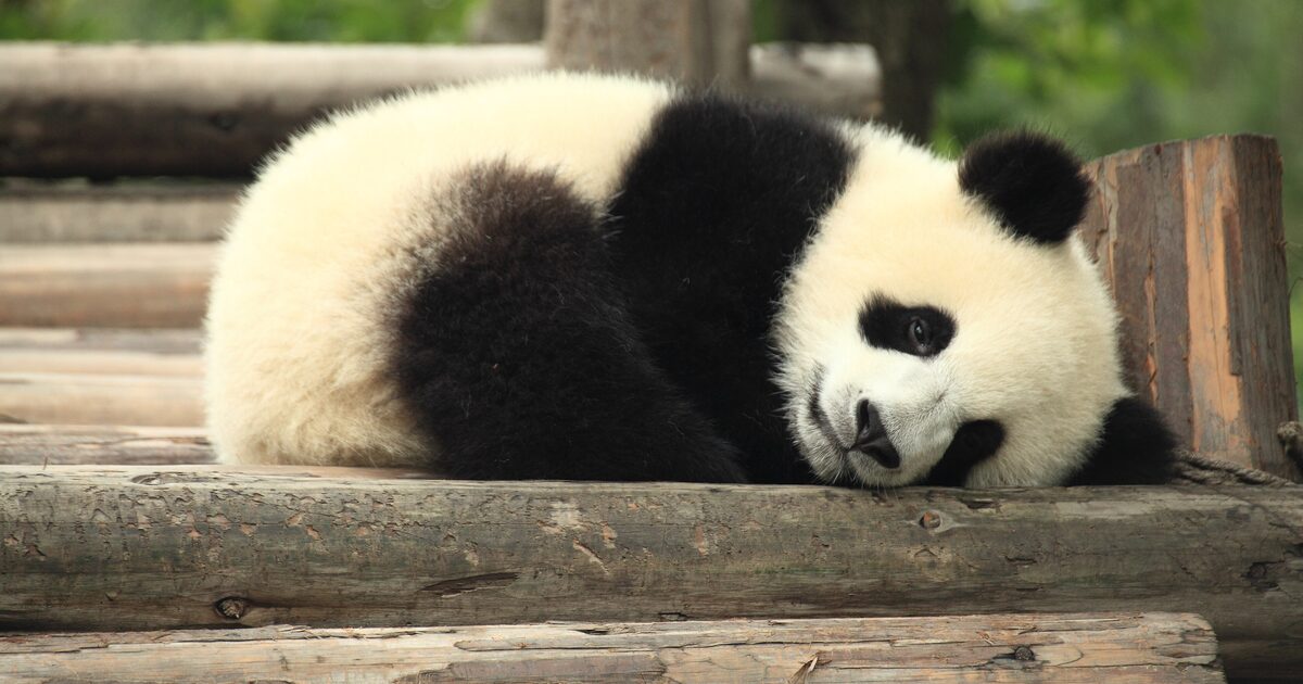 A giant panda cub resting on a log platform at the Chengdu Research Base of Giant Panda Breeding