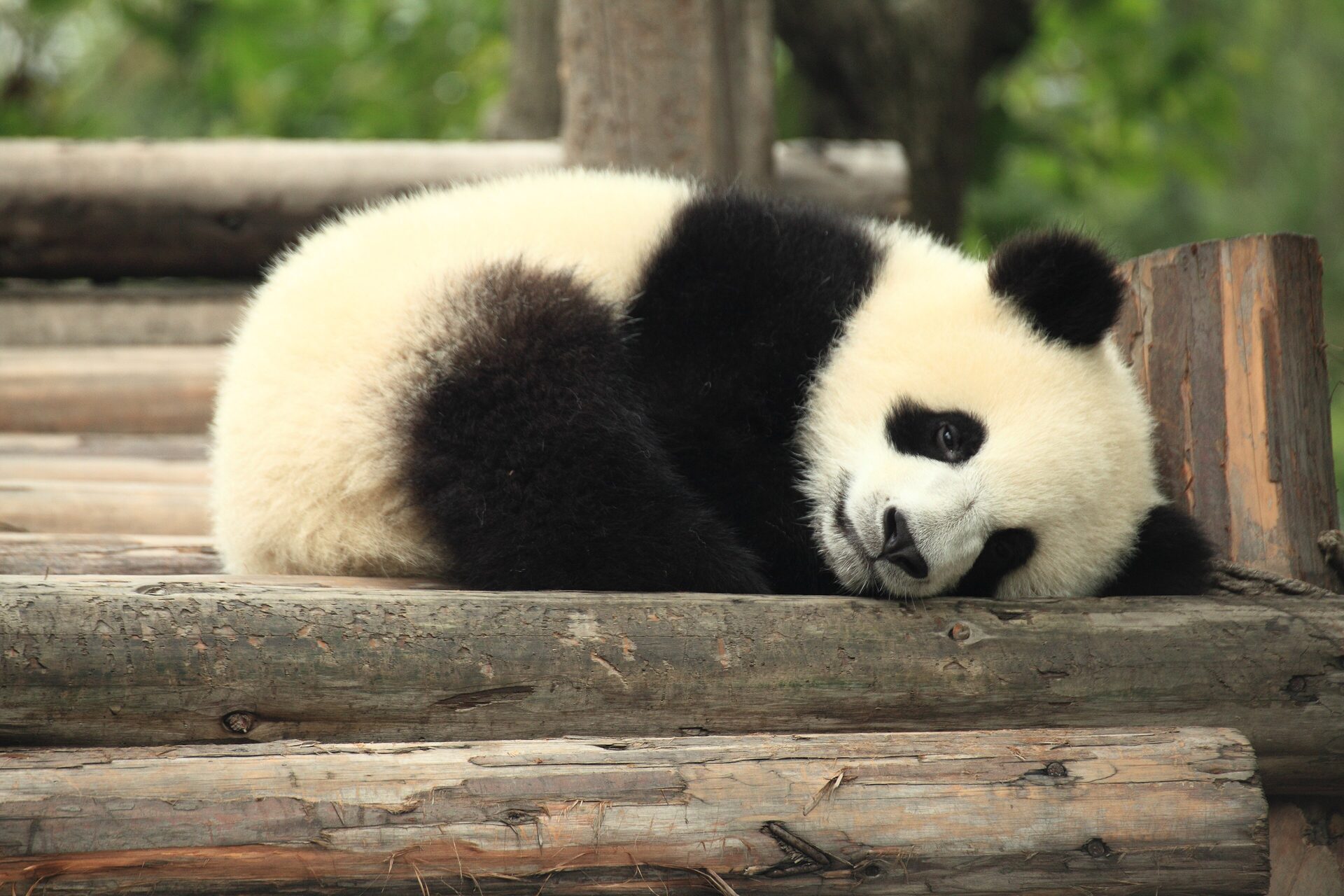 A giant panda cub resting on a log platform at the Chengdu Research Base of Giant Panda Breeding