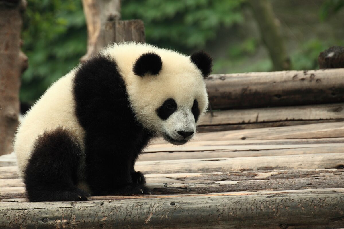 A young giant panda sitting on a wooden platform at the Chengdu Research Base of Giant Panda Breeding