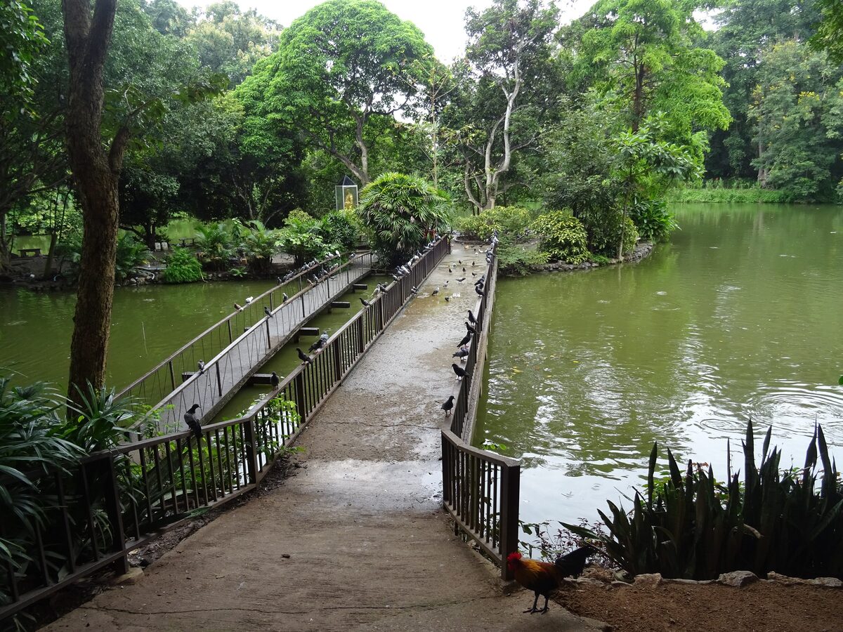 A wooden footbridge over a pond in the wooded grounds of Wat Umong