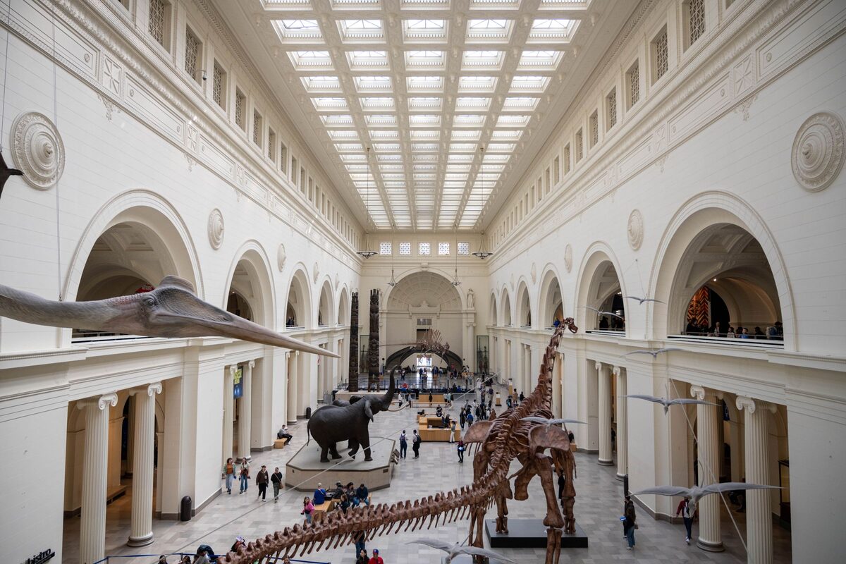 The Field Museum's great hall with dinosaur and elephant skeletons under the skylights