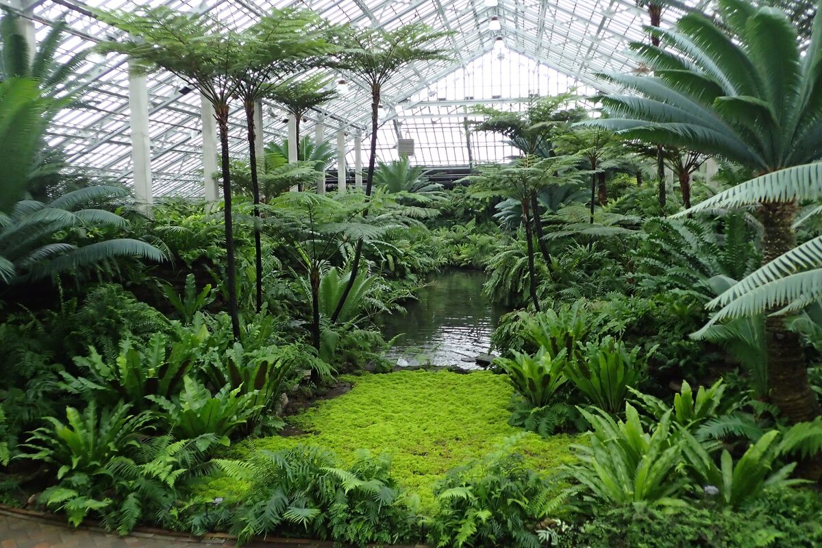 A pond ringed by tree ferns and palms under the glass roof of the Garfield Park Conservatory